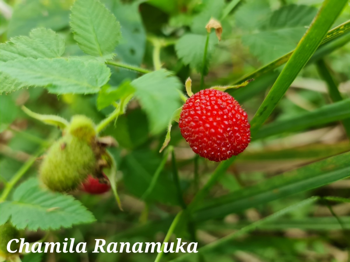 Rubus rosifolius Sm.